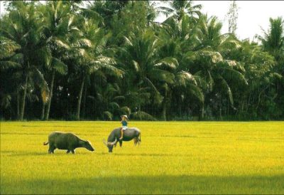 Giá thuê xe hợp đồng du lịch 7 chỗ đi Châu Thành – Bến Tre
